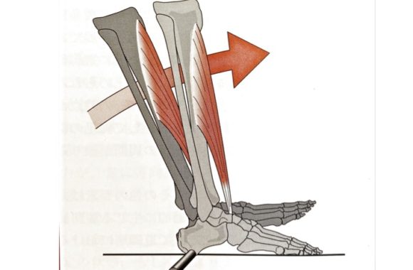 足部のロッカー機能について